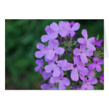 Phlox  Greeting Card