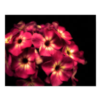 Phlox Pink posters