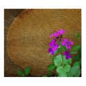 "Phlox Portrait" posters by riverdweller "Phlox Portrait" posters