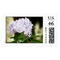 phlox postage by lkpublishing phlox postage