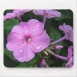 Phlox w/pink tear ~ mousepad