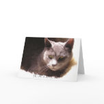 Phoebe Notecards