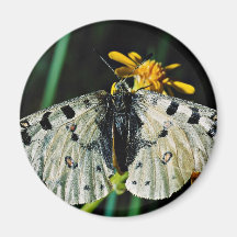 Phoebus' parnassian with yellow flower  flowers magnet