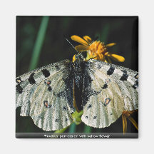 Phoebus' parnassian with yellow flower fridge magnets