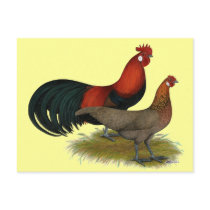 Phoenix:  BB Red Pair Postcard
