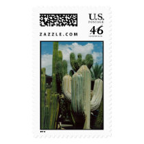 Phoenix Cactus Postage Stamp