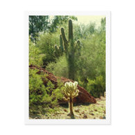 Phoenix Flora Postcards