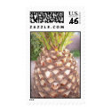 Phoenix Palm stamp