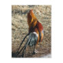 Phoenix Rooster From Behind Post Card