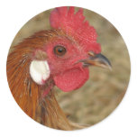 Phoenix Rooster stickers