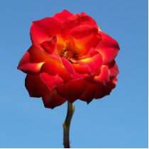 Phoenix Rose in the Sky-photo sculpture photo sculptures by artdebogallery Phoenix Rose in the Sky-photo sculpture photo sculptures