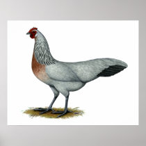 Phoenix:  Silver Duckwing Hen Poster