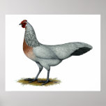 Phoenix:  Silver Duckwing Hen Poster