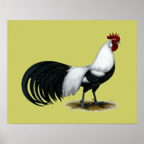 Phoenix:  Silver Duckwing Rooster Posters