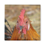 Phoenix Stares the Camera Down Refrigerator Magnets