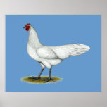 Phoenix:  White Hen posters