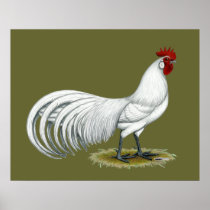 Phoenix:  White Rooster Poster
