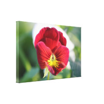 Photo Annuals Flower Canvas Print
