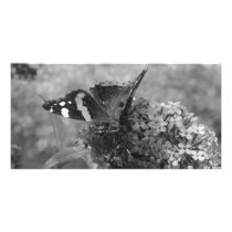 Photo Card - Admiral Butterfly in Black & White