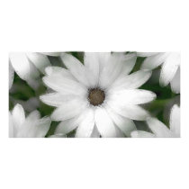 Photo Card - African Daisy in White