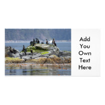 Photo Card Bald Eagle