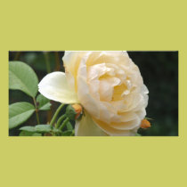 Photo Card - Beautiful Rose photo cards