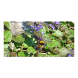 Photo Card - Busy Bee