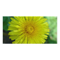 Photo Card - Dandelion