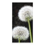Photo Card - Dandelions