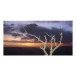 Photo Card - Grand Canyon Sunset Tree