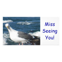 Photo Card: Looking Gull