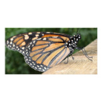 Photo Card - Monarch Butterfly