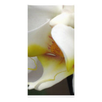 Photo Card - Orchid