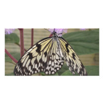 Photo Card - Ppaer Kite Butterfly
