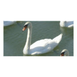 Photo Card - Swans in Colour