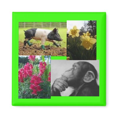 Photo collage magnets by Capriceharmony65