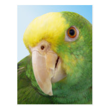 Photo Double Yellow Headed Amazon Parrot Post Card