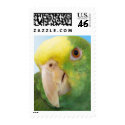 Photo Double Yellow Headed Amazon Parrot postage