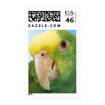 Photo Double Yellow Headed Amazon Parrot postage by MenagerieMayhem Photo Double Yellow Headed Amazon Parrot postage