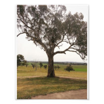 Photo Enlargement=Australia Farm Pic