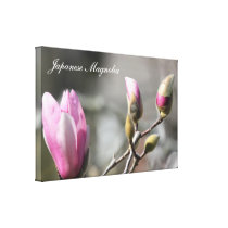 Photo Japanese Magnolia Canvas Prints