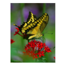 Photo Monarch Post Card