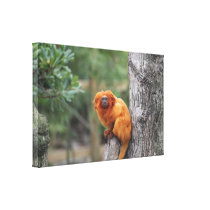 Photo Monkey Stretched Canvas Prints