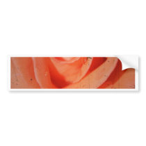 photo  of  beauty  rose bumper stickers