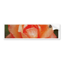 photo  of  beauty  rose bumper stickers