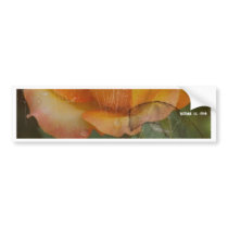 photo  of  beauty  rose bumper stickers