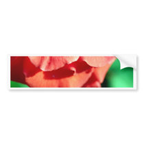 photo  of  beauty  rose bumper stickers