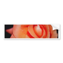 photo  of  beauty  rose bumper stickers