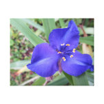 Photo on Canvas - Blue Iris Canvas Print