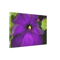 Photo Petunia Stretched Canvas Prints